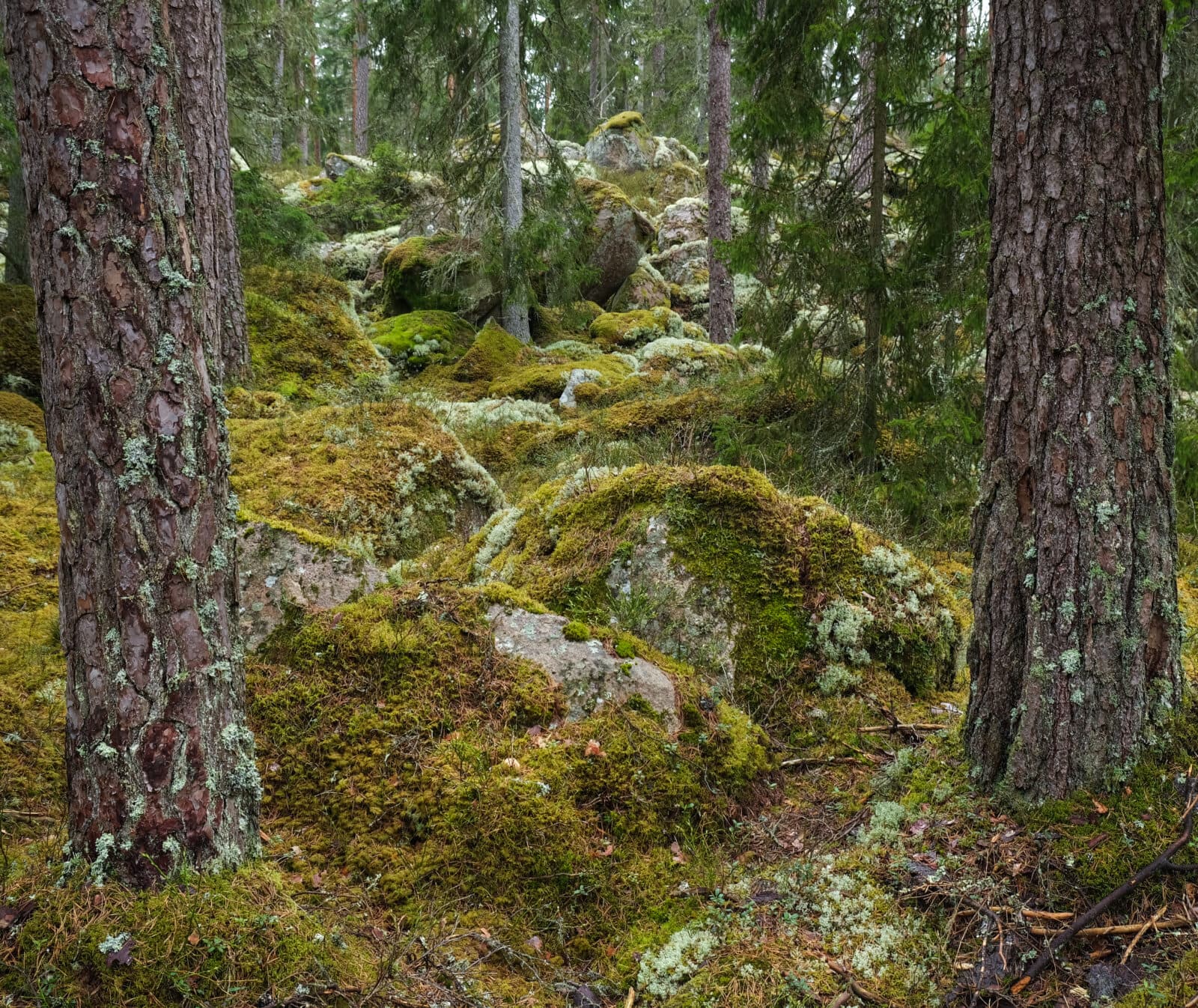From Skårtaryds nature reserve, Småland