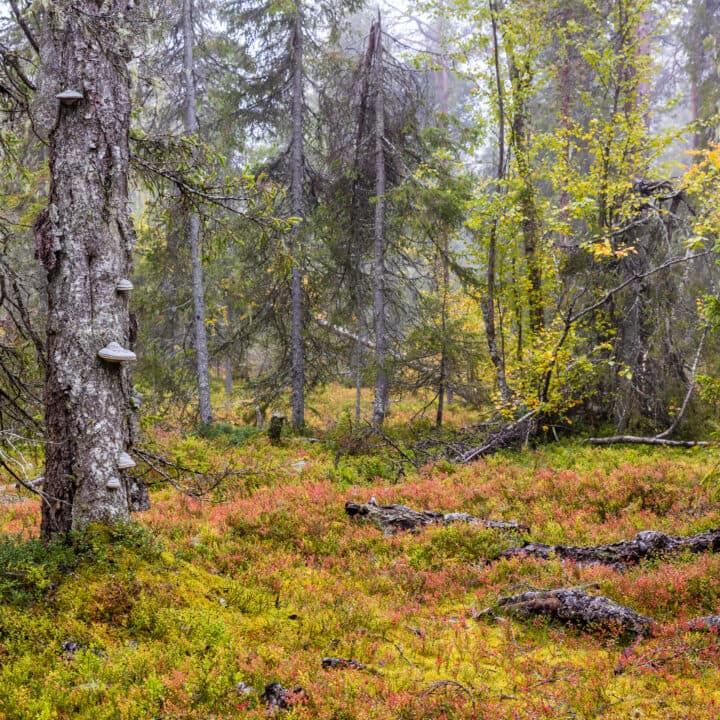 Friköpt profilbild. Får användas fritt inom Naturskyddsföreningens verksamhet internationellt, ...