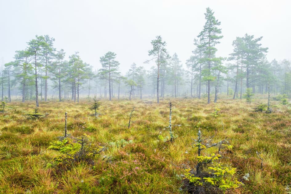 Bilden visar en dimmig skogsscen med en öppen tallskog. Marken är täckt av ljusbrun mossa och gräs, ...