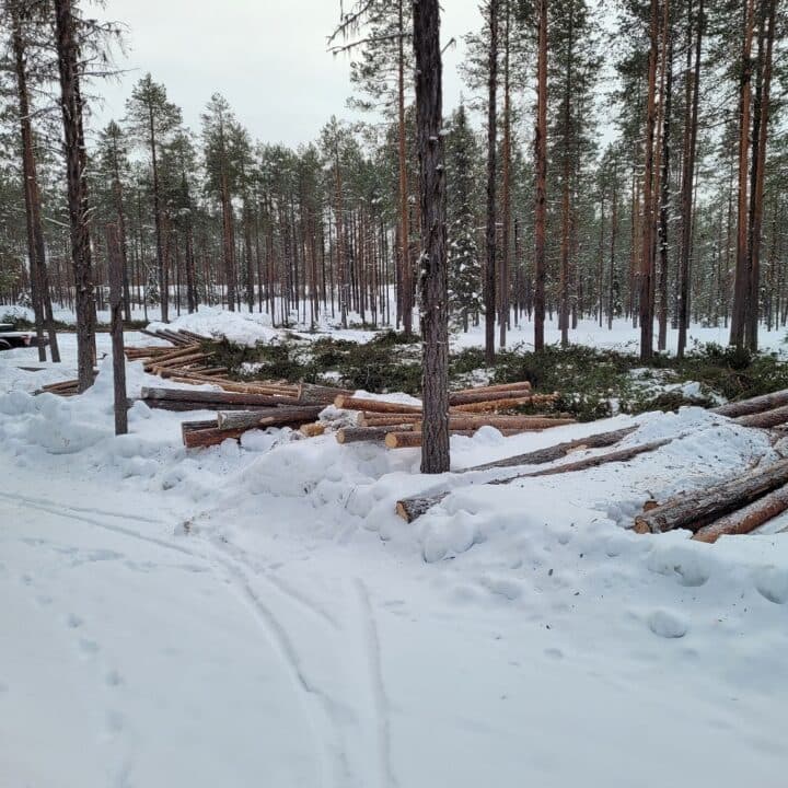 Avverkning påbörjades i tisdag kväll.