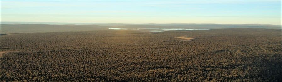 I Pärlälvens fjällurskog sträcker sig skogen mil efter mil.