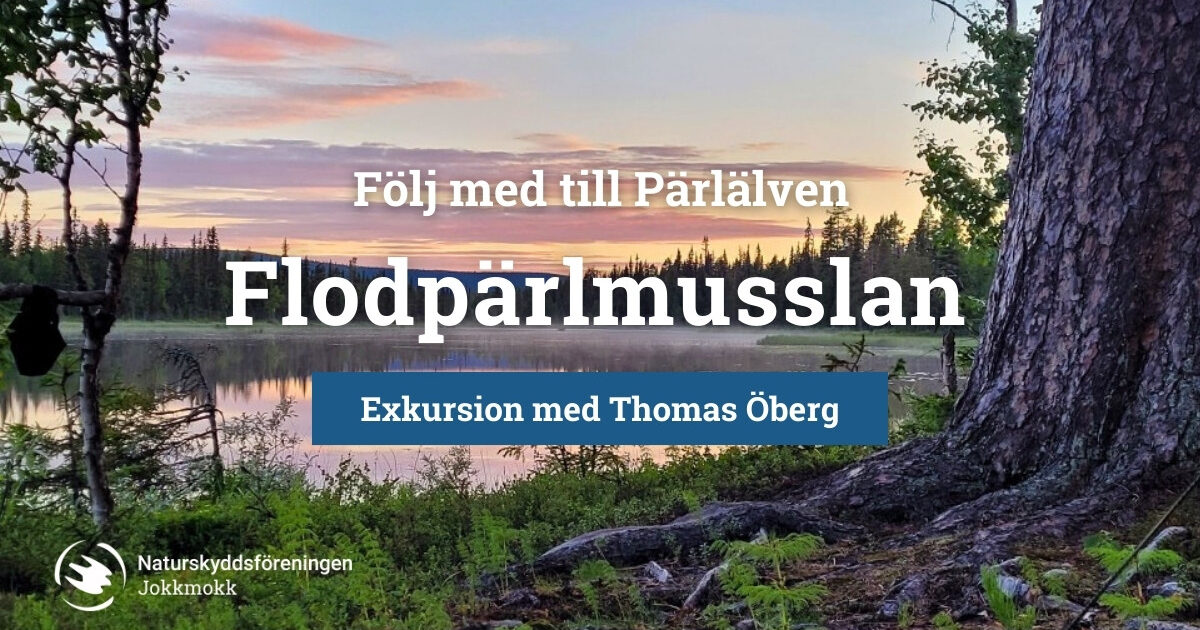 Flodpärmusslan – Exkursion med Thomas Öberg vid Pärlälven