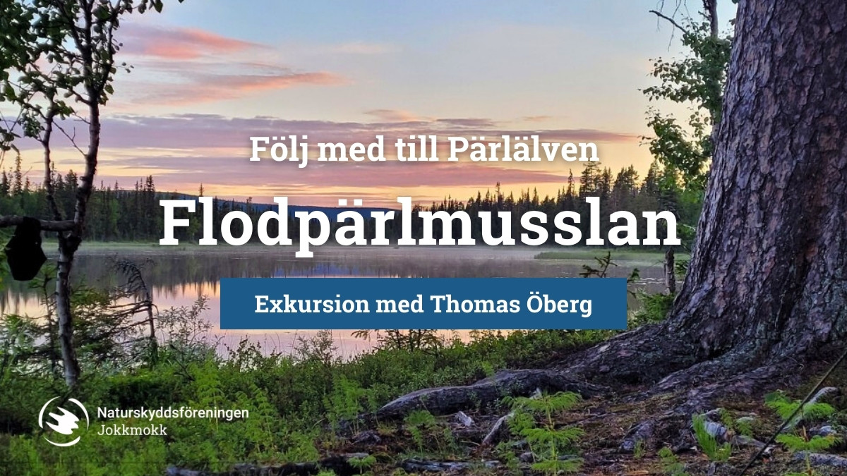 Flodpärmusslan – Exkursion med Thomas Öberg vid Pärlälven